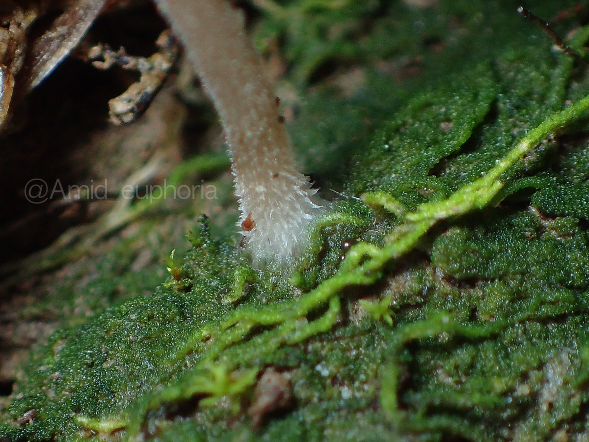 Amid_euphoria's tweet photo. 深夜の地衣類タイム・その9
アオツブヒナチャガサ Lichenomphalia meridionalis
子実体が限界を迎えている
#地衣 #lichen #basidiolichen https://t.co/uQj5SNiV1j