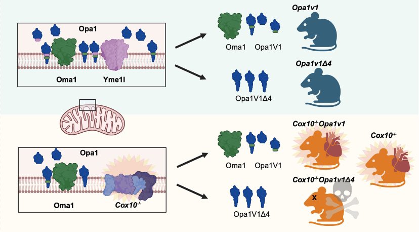 sofia ahola (@sahola6) on Twitter photo I am thrilled to present our ”fresh from the press” work on #Opa1 and the physiological role of Opa1 processing now published in <a href="/ScienceAdvances/">Science Advances</a>. This was a great collaboration together with <a href="/LPazurek/">LilliAPazurek</a> and Fiona Mayer @Langerlab. science.org/doi/10.1126/sc… I am thrilled to present our ”fresh from the press” work on #Opa1 and the physiological role of Opa1 processing now published in <a href="/ScienceAdvances/">Science Advances</a>. This was a great collaboration together with <a href="/LPazurek/">LilliAPazurek</a> and Fiona Mayer @Langerlab. science.org/doi/10.1126/sc…