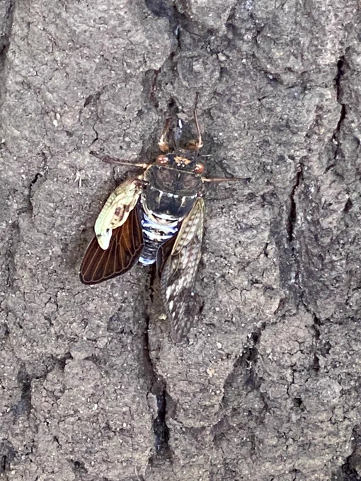 今日は羽化に失敗したセミとカブト?カブトにしてはカナブン大だからクワガタかなあ?のメス。関東のカブトはちっさかったと思うけど、あまりにも小さい 