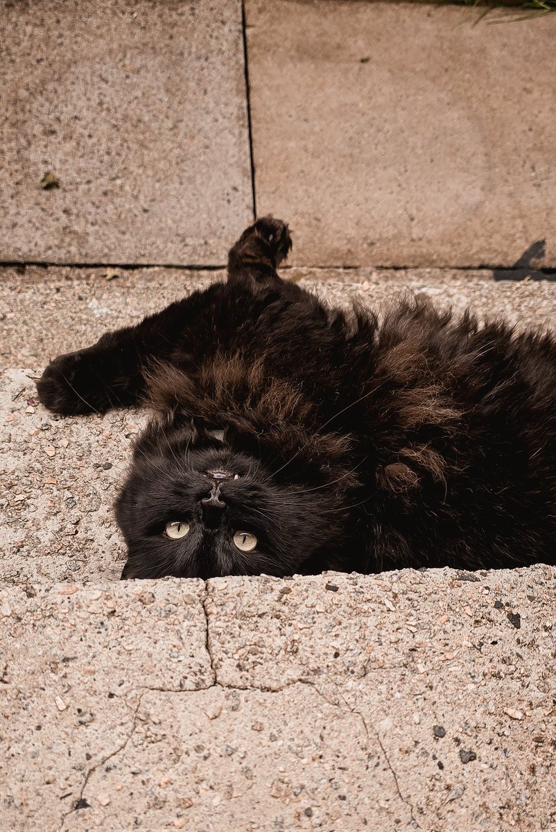 Willie Gillan tweet media