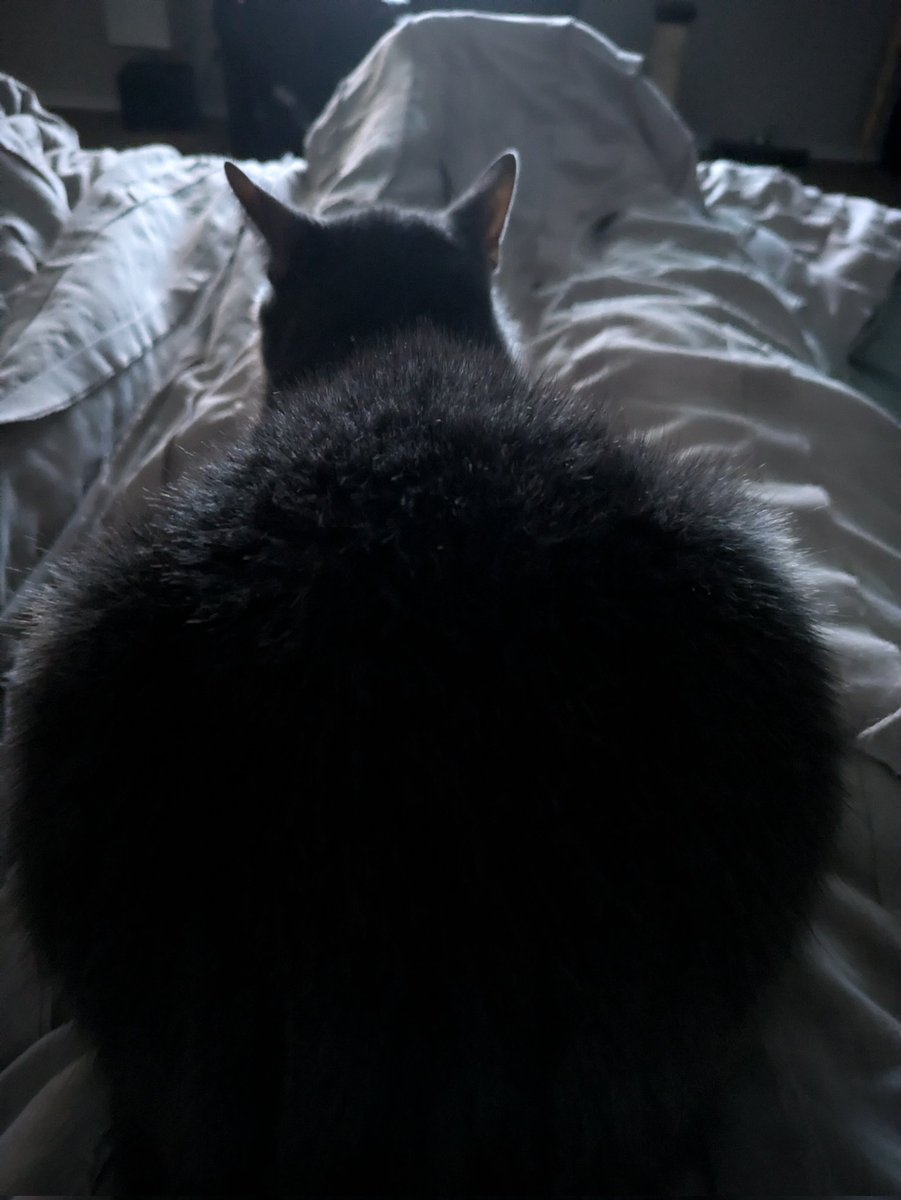 KatalinaQT's tweet photo. Big booty kitty https://t.co/XUystKk7WU