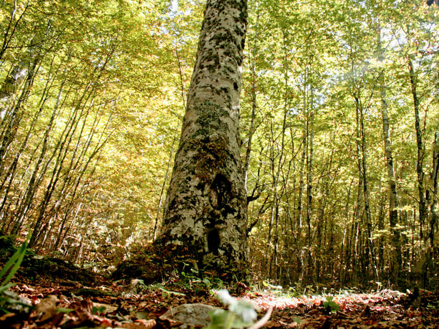 sentieripollino's tweet photo. Esistono, nel Parco del Pollino, faggete molto interessanti per la presenza di esemplari ultracentenari...

Approfondisci: https://t.co/T0s5fZFzGF

#faggete #natura #bosco #trekking #naturephotography #montagna #calabria #faggio #basilicata #mountain #naturelovers https://t.co/gfJQwOI0Ud