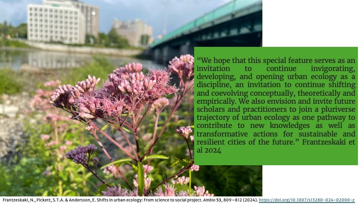 "We envision and invite future scholars and practitioners to join a pluriverse trajectory of urban ecology as one pathway to contribute to new knowledges as well as transformative actions for sustainable and resilient cities" &gt;&gt; more in our special issue: doi.org/10.1007/s13280…