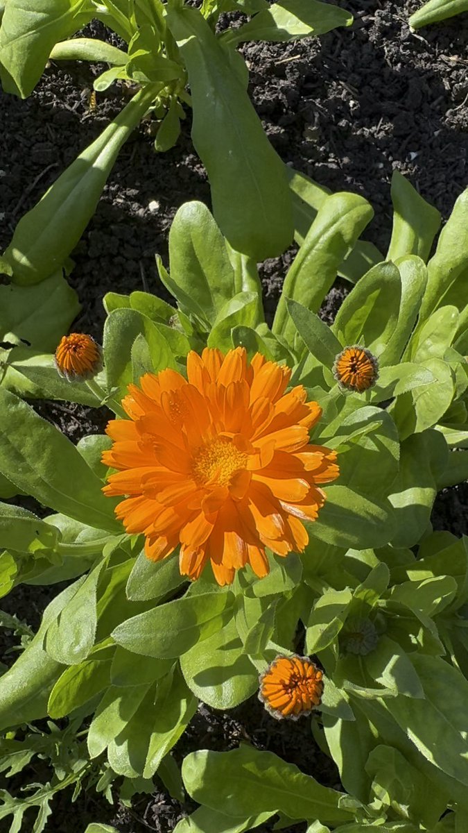 My calendula is blooming and will soon be ready to be harvested, dried, then infused into oil to extract all the wonderful healing properties! 🧡

This precious oil will then be used in my Calendula Soothe &amp; Repair Cream. 

👉shaloahskincare.co.uk/shop/natural-s…

#UKGiftHour #UKGiftAM