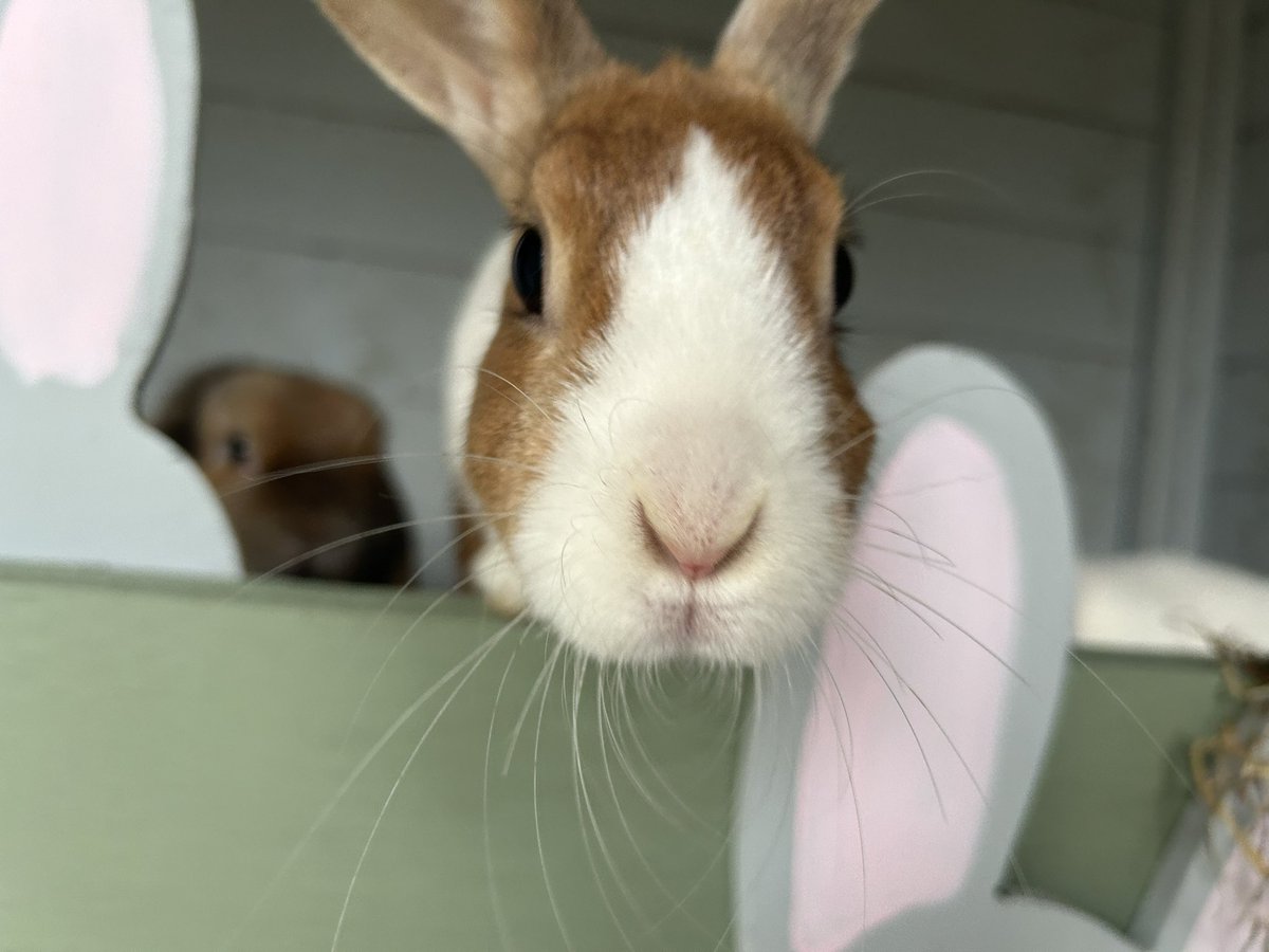 carrotcottagerr's tweet photo. Hit that follow button for more bunnies 🥰🥰🥰 #TeamCarrotCottage https://t.co/FtQIwByBem