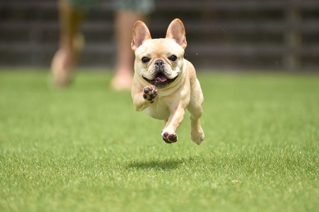 たいが🐶とパッパ👨 tweet media