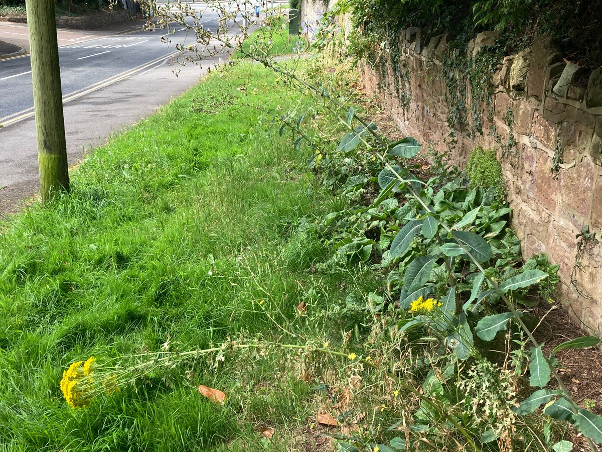 Good to see a Small Ranunculus caterpillar on Prickly Lettuce in Llandaff today, as I missed the adults this year. #MothsMatter