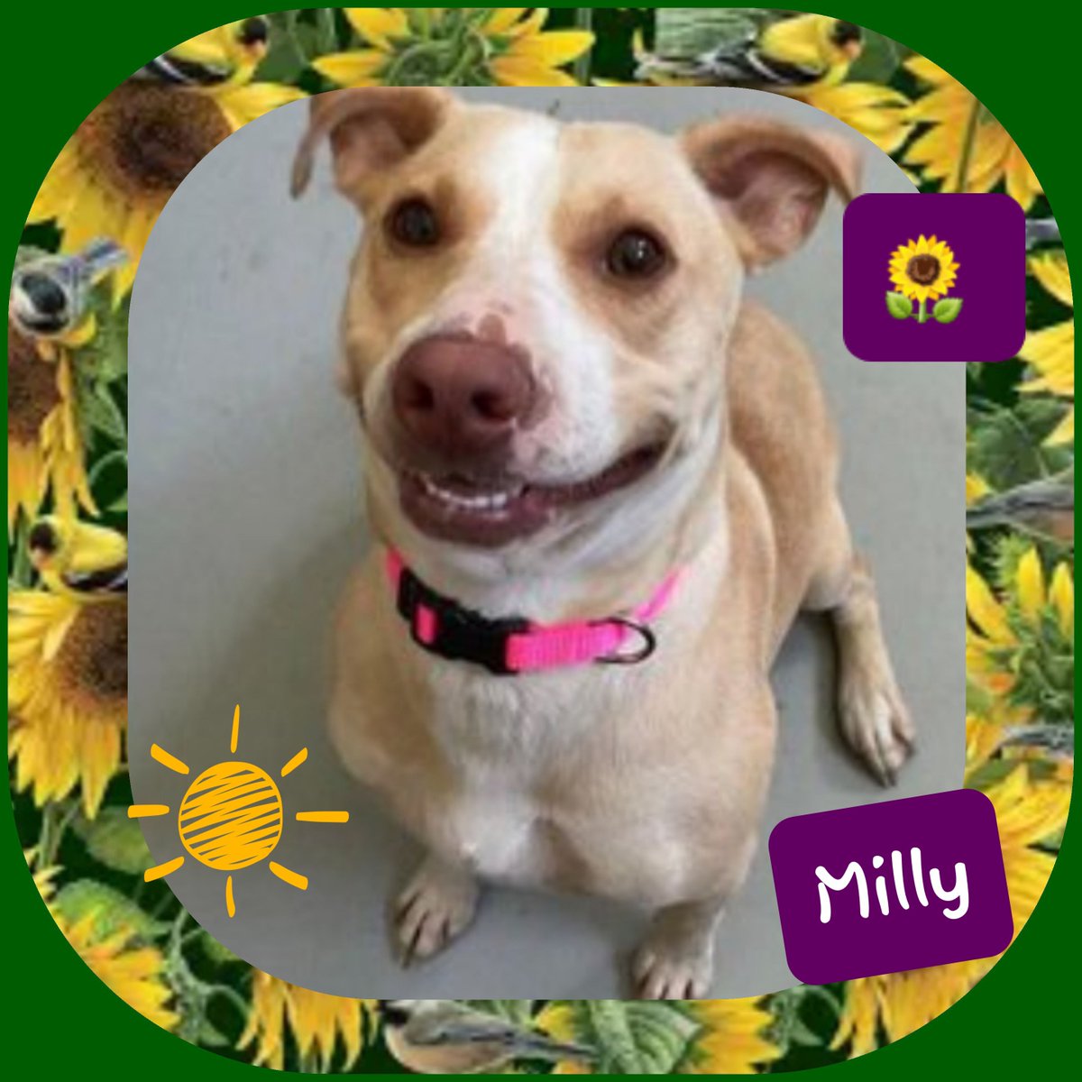 rothfarms's tweet photo. ⏰️🚨❤️🩹 MILLY #A370296 #BeaglePibble mix, 2 yrs old, HW neg. SHY Likes her toys & belly rubs SUPER family PET. CUTE as can be BUT will DIE MONDAY 😫🖤⏰️
HELP us save Milly by pledging here 🙏
Adopt MILLY at Corpus Christi AC 📞 361-826-4630 📧 ccacsrescues@cctexas.com https://t.co/4li8ogWsAp
