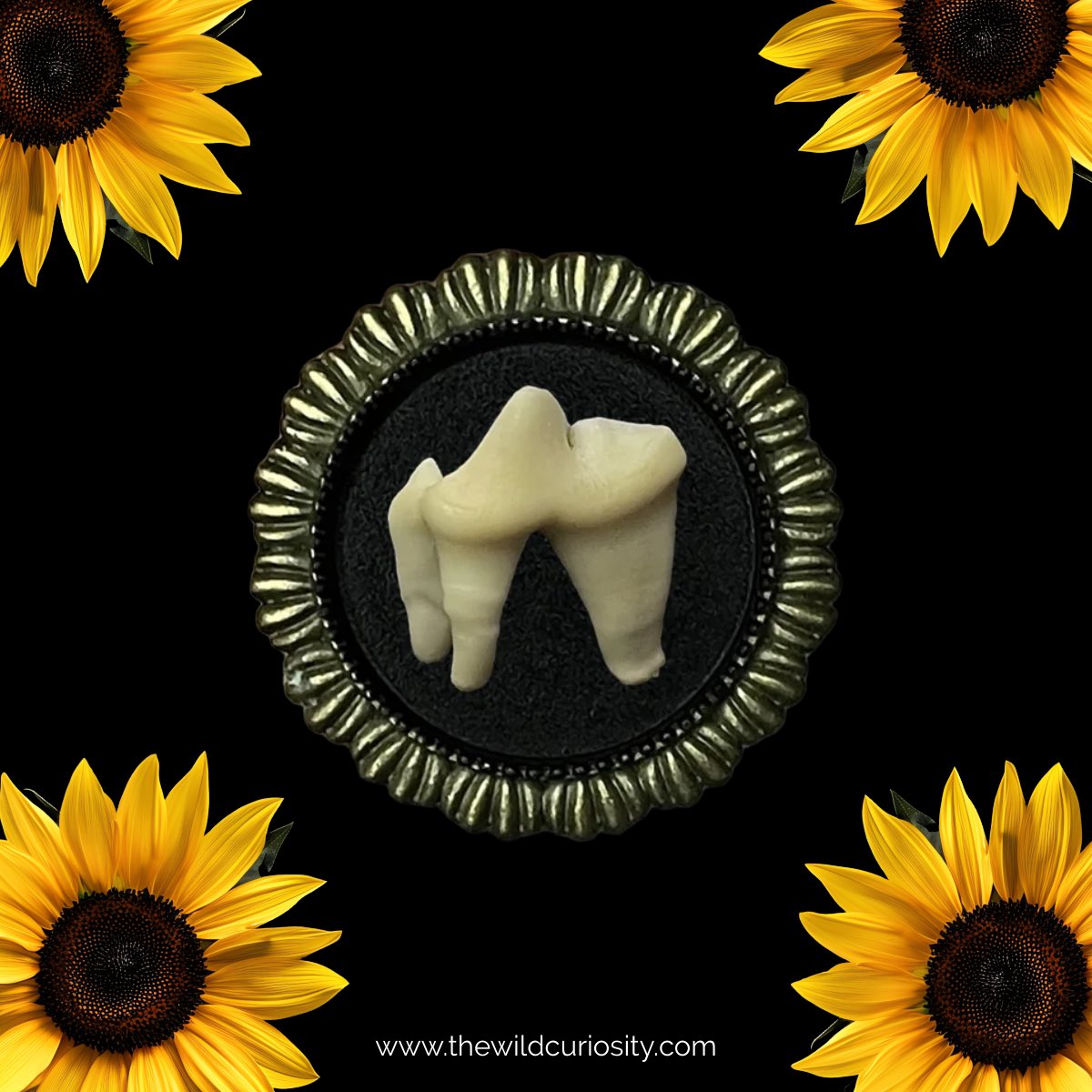 #Celebrate #NationalSunflowerDay with a #unique twist by adorning yourself with The #WildCuriosity’s #sunflower ring that holds a genuine #tooth inclusion at the centre. thewildcuriosity.com / thewildcuriosity.etsy.com