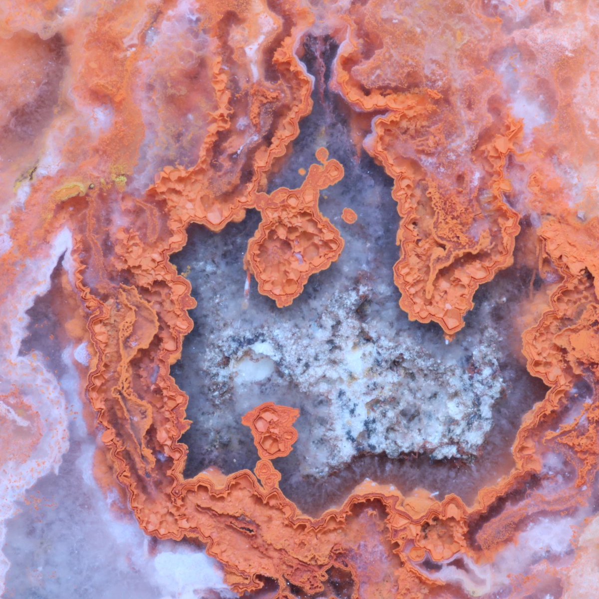 AgateScotland's tweet photo. Large jasp-agate I collected on the Angus Coast 1/12/23. Huge thanks to Chris Harlow for his help with photography https://t.co/bd1xmC8nti