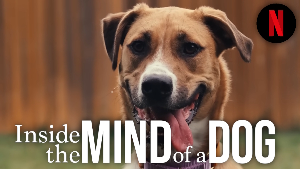 Did you know?! 📣 Canine Companions is featured in a <a href="/netflix/">Netflix</a> #documentary, Inside the Mind of a Dog, narrated by <a href="/RobLowe/">Rob Lowe</a>, set to premiere next Friday, August 9! 🐾 Share this post and get excited! 🐶

🎬 Watch the trailer: bit.ly/3y9EeUK

#dog #puppy #science #canine
