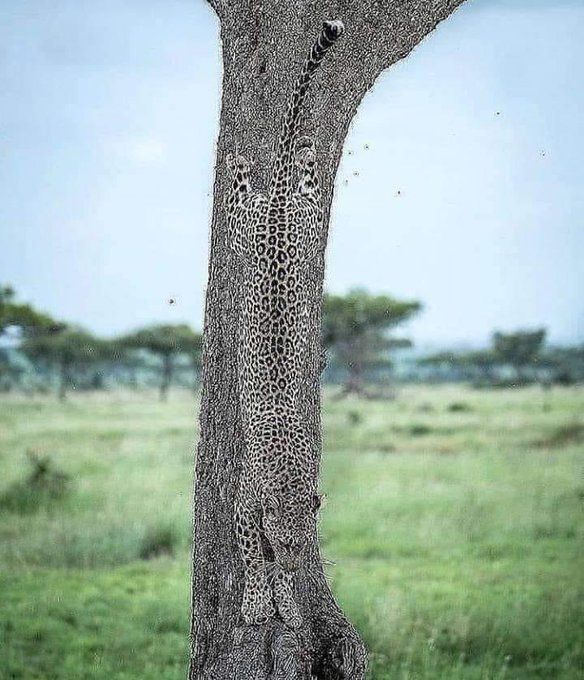 AMAZlNGNATURE's tweet photo. Woow amazing! https://t.co/xqmJxi0ayp