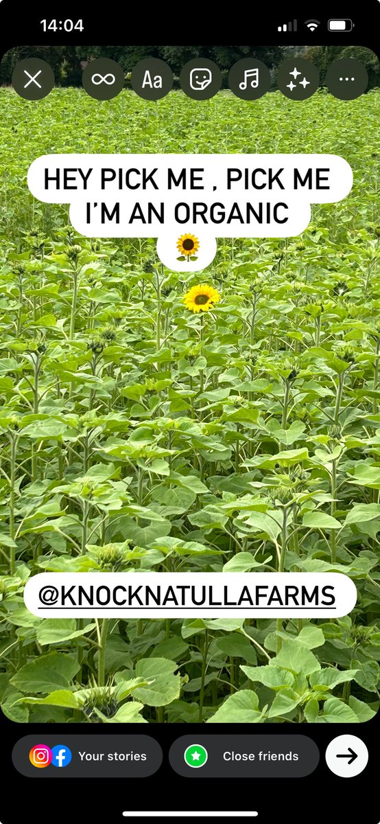 <a href="/KnocknatullaF/">Knocknatulla Farms</a> first Organic Sunflower 🌻 of 2024 💪💪💪 #Sunflowers  <a href="/KnocknatullaF/">Knocknatulla Farms</a> #organic #biodynamic #biodynamic #biodynamicagriculture #irishorganicassociation #irishorganicfarming #demeter