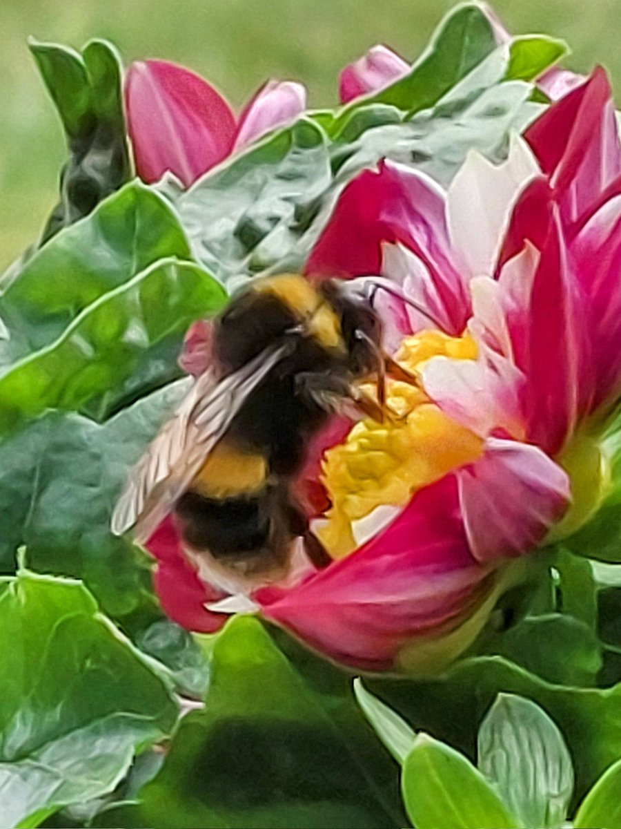 Sometimes, the smallest thing in the garden gives the most pleasure #GoodNewsSaturday