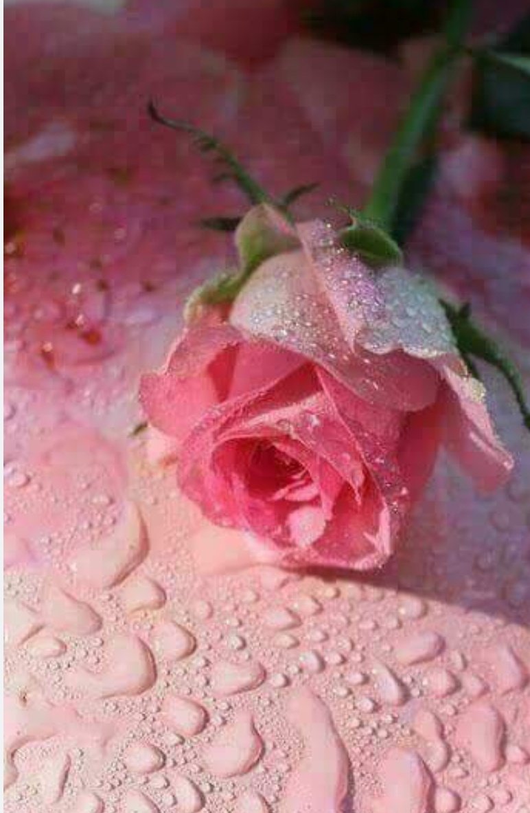 Said77142940's tweet photo. دعوني كطائر جريح ... دعوني منتوفا من غير ريش ...
 وجناحي مقعدة  لا تصدر إقلاعا ولا اي تصفيق !

دعوني بالسماء أحاول التحليق... حتى يفرغ شحن روحي واسقط ميتا ولكنني ؛ الان اموت عزيز 

دعوني مبعثرا كاوراق خريف ... ونادوا الريح لتكنسني بشدة ومن غير رئفة لاتكوم بعيد

دعوني كالنخلة العليا ثمرها مرتص وبهيج

 دعوني شامخا علني الامس بسعفي او اقاطف سحابة الخضرة وسحر الخريف

دعوني كالطفل البريء لا اصنع الا صياحا !
 وملامحي ترد الحياة باشكالها إذا لمحت من اي ميت وكئيب

دعوني كالماء سيالا بسبيل الله من غير قطاع سبيل

اذيقهم شربة السلام ...وابلغهم سلام الاله وسلامه شي من الازل مجيد 

ودعوني نقيا فلا تلقوني بمكان رطب ظلم دامس  ، وأن كان لابد منها فأعيروني مصحفا  ليكون / نعم ونيس

 فكلي خوف أن ينزرغ باوصالي عفن وذروني أخذ حذري واطلب صفائي بقسطا من التشميس

دعوني سنبلة ببساطة تراقص الهواء  وتدللها البركات والايادي اللتي مشمومها عطر إله ورخائها سماحة دين عظيم .

#خواطرسعيدالطوقي
#خواطر_من_القلب 
#خواطر_وأقلام