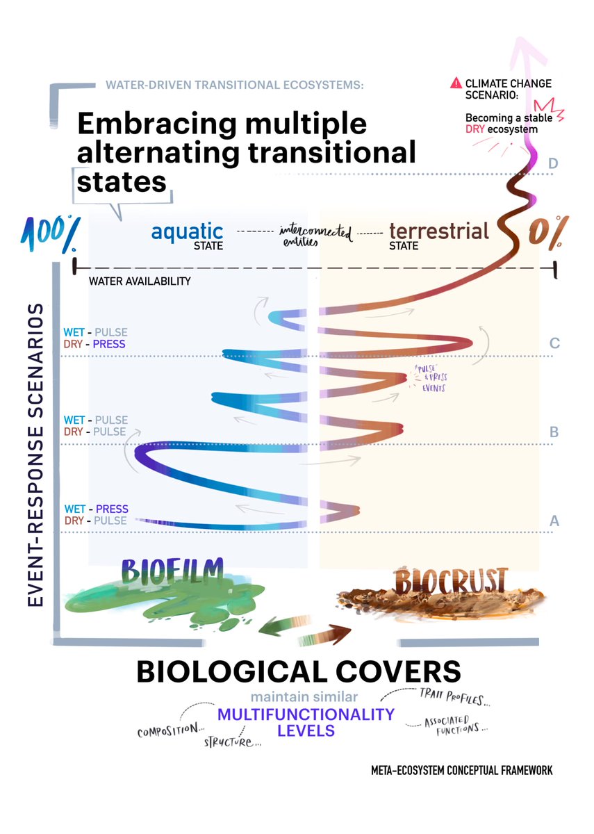 Rebeca Arias-Real (@rebecaadr) on Twitter photo Thrilled to share our last paper in <a href="/Ecology_Letters/">Ecology Letters</a> 👏👏🥳
Unfolding the dynamics of ecosystems undergoing alternating wet-dry transitional states
#WaterDrivenTransitionalEcosystems
👇
doi.org/10.1111/ele.14… Thrilled to share our last paper in <a href="/Ecology_Letters/">Ecology Letters</a> 👏👏🥳
Unfolding the dynamics of ecosystems undergoing alternating wet-dry transitional states
#WaterDrivenTransitionalEcosystems
👇
doi.org/10.1111/ele.14…