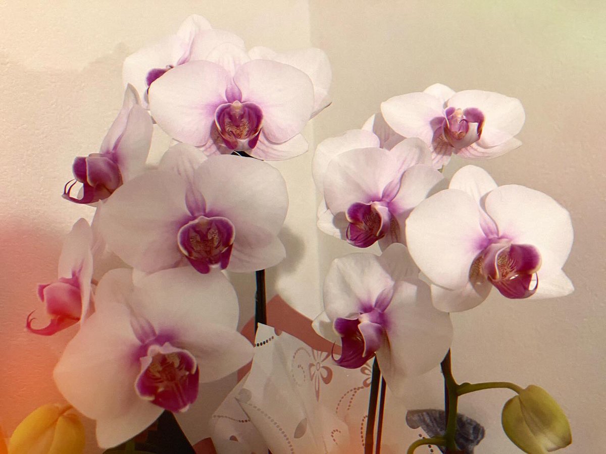 KiWAMI86's tweet photo. 💐🌷🌸 https://t.co/pCtMTEwHH4