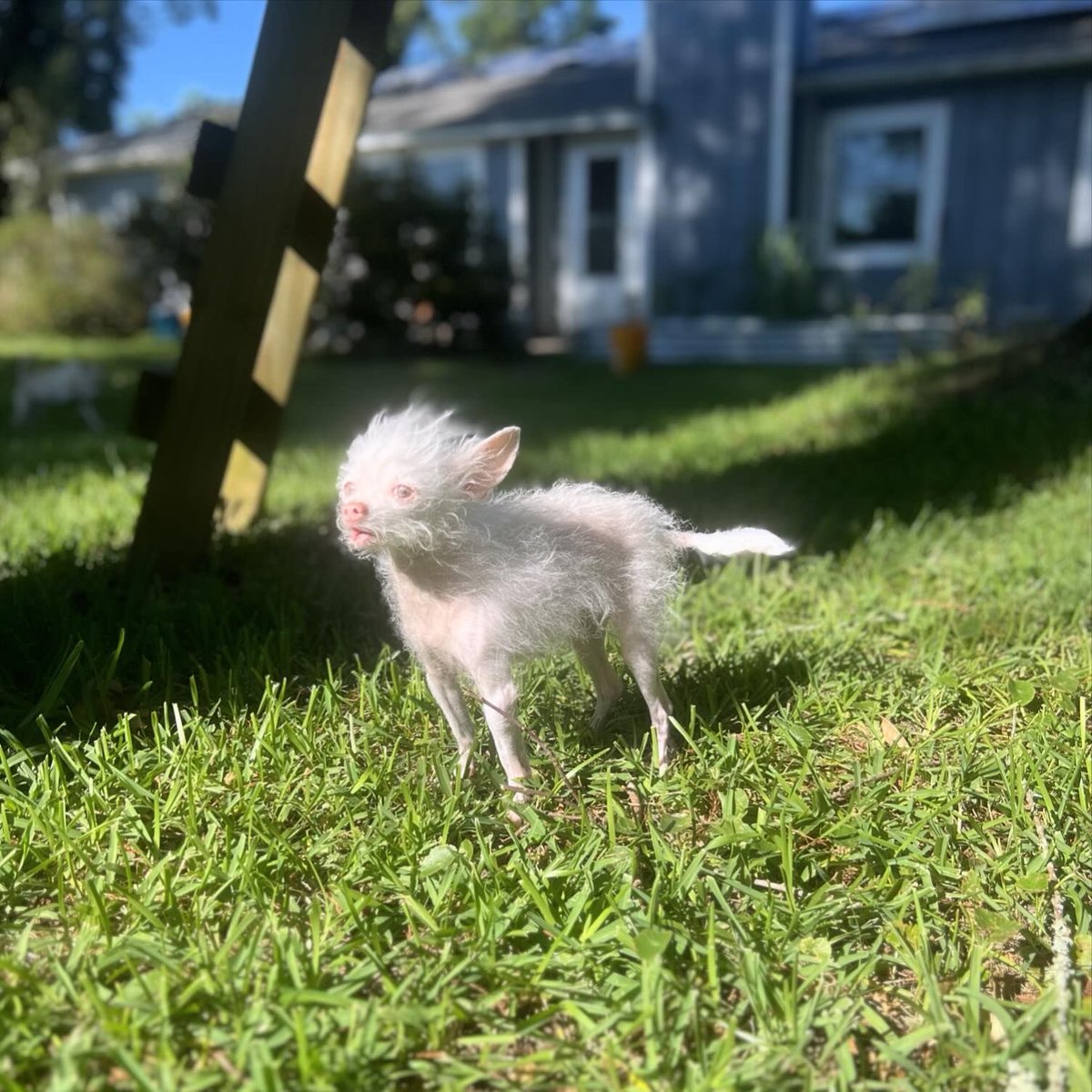 This is Falkor. She glows so magnificently in the daylight we cannot even fathom what she is capable of in the dark. 14/10 #SeniorPupSaturday