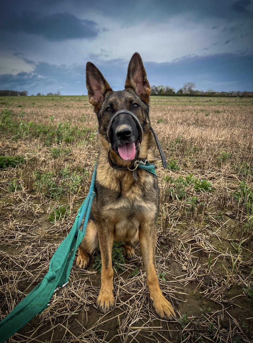 gsrescueelite's tweet photo. Sadie is around 2/3yrs old and this girl has had a very unsettled life, Sadie can live with older kids but no other pets please and will need an exp, calm and patient home to give her stability 
#dogs #germanshepherd #Notts 
https://t.co/TBVaMVhmS7 https://t.co/XtkktVM3QT