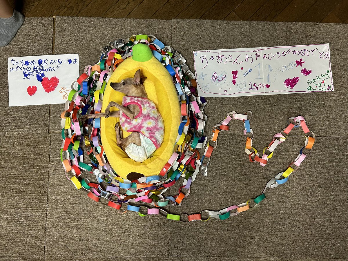 cyamame08030905's tweet photo. 茶豆さんいよいよ18歳のお誕生日🎂
本当に本当におめでとう㊗️
子供達が作った輪飾の中でみじんこみたい🤭笑
これからも思うように動けなくて辛いこともあると思うけど、それでも茶豆さんらしく諦めない姿勢で生きていってね❤️
私のところへ来てくれてありがとう😊
#秘密結社老犬倶楽部 https://t.co/lDQRQG90He