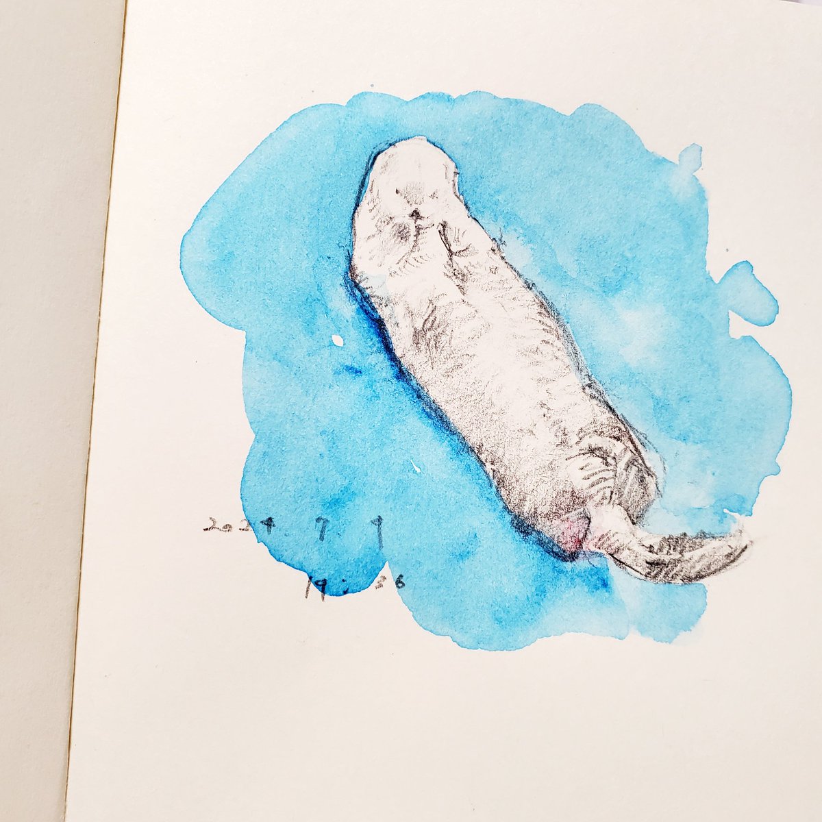 「最近の作業のお供は鳥羽水族館のラッコ水槽ライブカメラです 」|岩本和保のイラスト