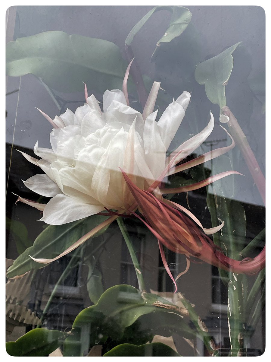 Queen of the Night blooming time! This one I’ve photographed from by the front door as it chose to squidge right up against the window 🤍 #queenofthenight
