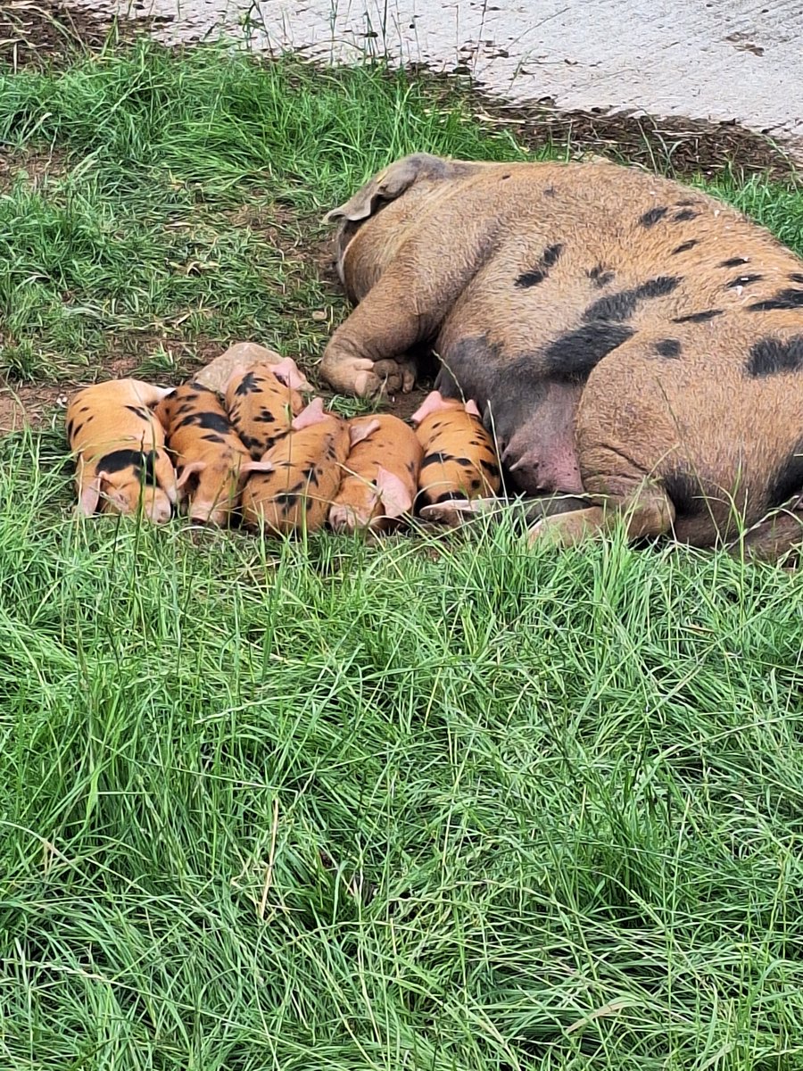 Plum Pudding Pigs tweet media