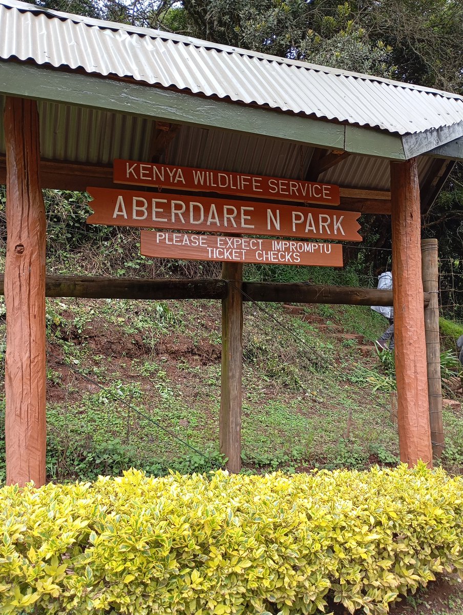 AenenKei's tweet photo. Treetops Hotel is nested in the @KWSAberdare
#ZuruAberdare
#ExploreAberdare
#TufikeTreetops
#TreetopsGrandOpening #KaribuTreetopsAberdare https://t.co/7VOV2QbblC