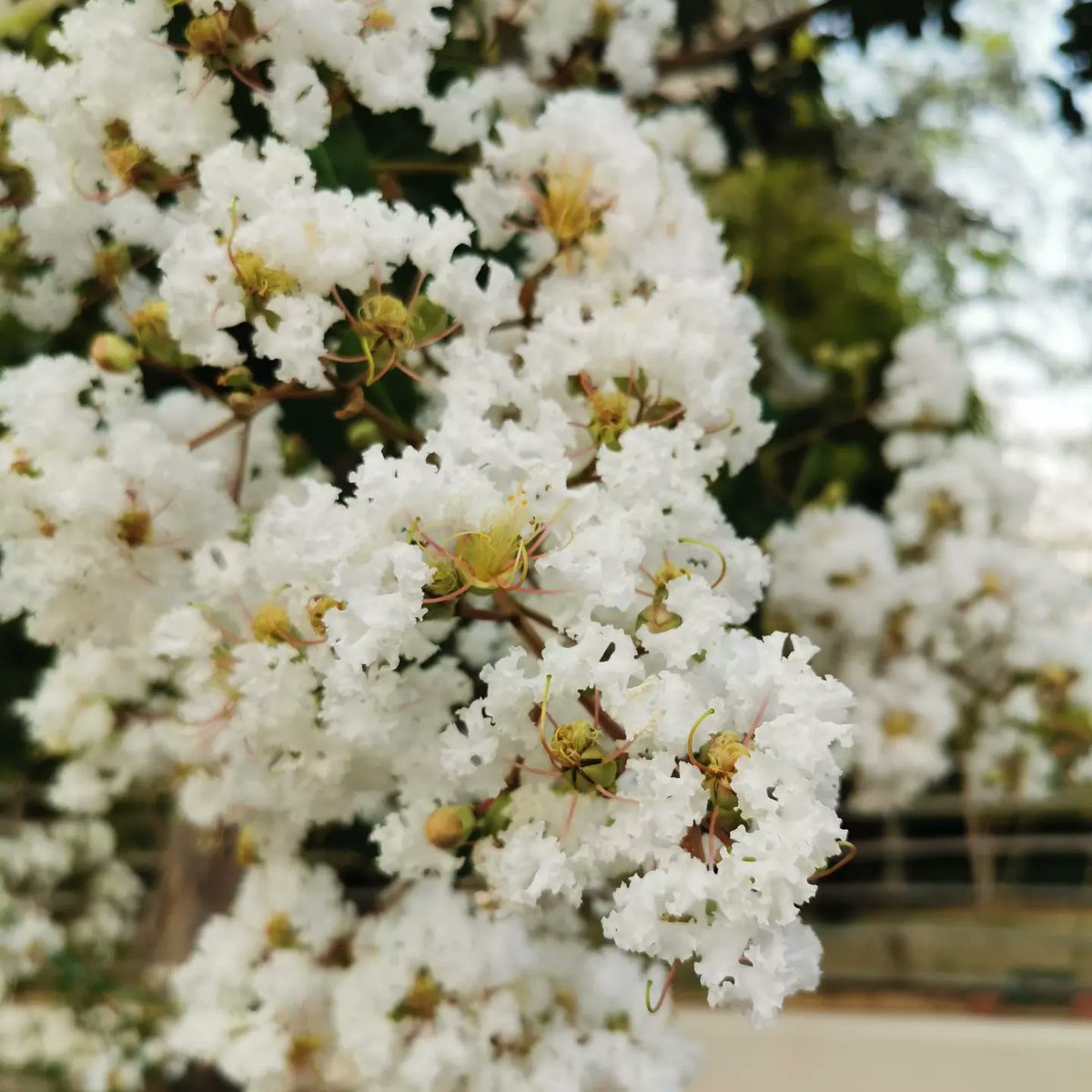 nickshormonsha_'s tweet photo. 올해도 이 꽃의 계절이 왔네요.

#백일홍 #百日紅 #crapemyrtle #여름 #summer #夏 #літо #лето #နွေရာသီ #verão #Lété #गर्मी #Sommer #ฤดูร้อน #verano #Lestate https://t.co/WrmqoJvy9O