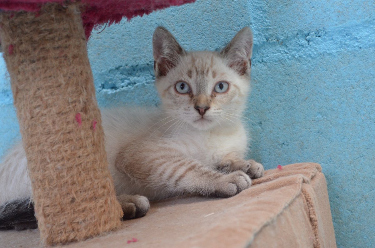 agatocan's tweet photo. Os presentamos a Harry (macho naranjito), Oli (hembra blanca con la colita naranja) y Caramelo, aunque ninguno de ellos necesita más presentación, ya que son tres preciosos cachorros, juguetones y cariñosos. A Harry le llamamos de broma motorciño porque es que solo ve a un humano https://t.co/Qrg7uJLKfY