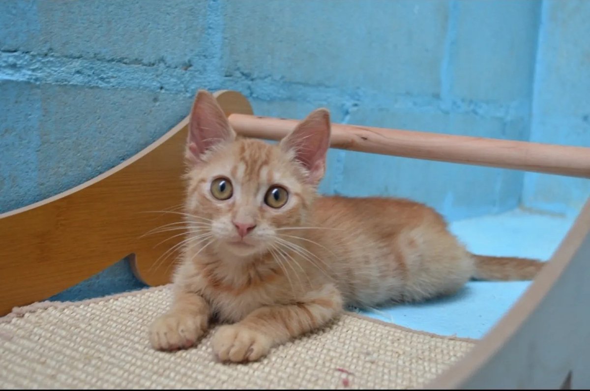 agatocan's tweet photo. cerca y su rabito se levanta automáticamente y su ronroneo es espectacular.

Interesados contactar con asociacion@gatocan.com https://t.co/KejG5cBZNG