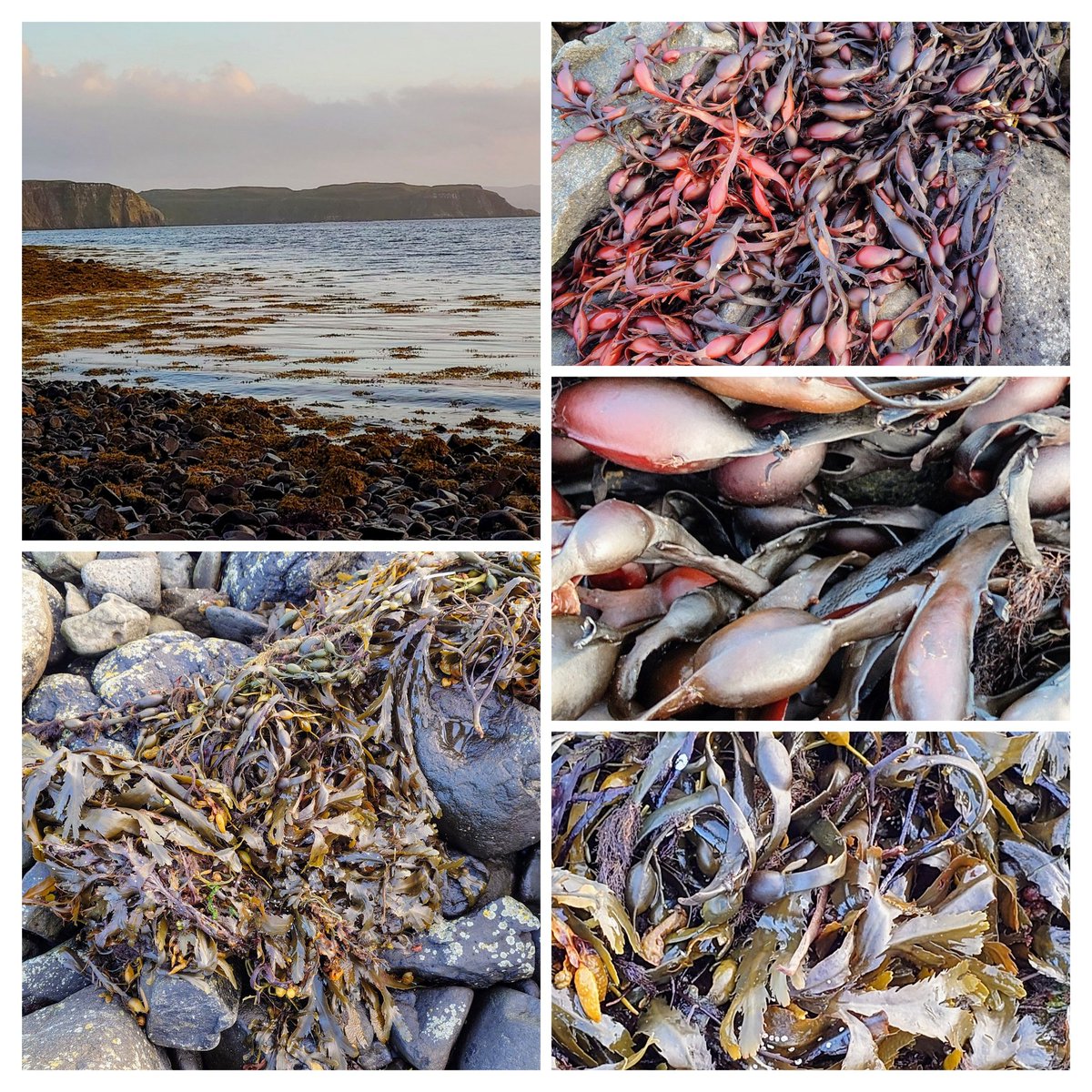 don_esson's tweet photo. #IsleofSkye
#Uig #Cuil
Seaweed
'Ever drifting, drifting, drifting On the shifting Currents of the restless main; Till in sheltered coves, and reaches Of sandy beaches, All have found repose again'.
Henry Wadsworth Longfellow https://t.co/3KVykDxugW