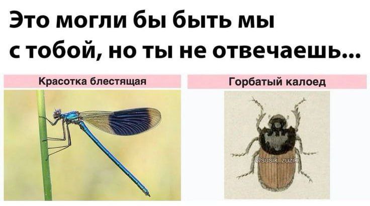 бимбо коза (@bzzzz3333) on Twitter photo 