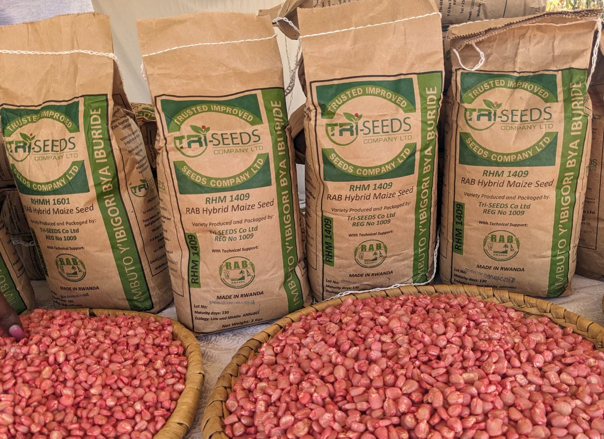 Triseeds1's tweet photo. #RwandaAgriShow2024 
Mutugane tubasobanurire ubwiza  bwo guhinga imbuto yatubuwe ndetse ikanatungqnywa na @Triseeds1 . Itanga imusaruro uhagije kandi ikerera igihe gito @RwandaAgri @RwandaAgriBoard https://t.co/FOvFirn6QI