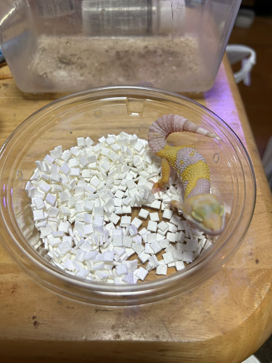 bobson5's tweet photo. 初のJRS行って来ました。
飼えない、買えないとわかっていても色々な爬虫類を見れて楽しかったです。
一緒に行った甥っ子も満足していました。
この子だ！って子はいっぱい居ましたが悩みに悩みまさかの4匹お迎えしました。
トレンパーアルビノのペア
マックスノーのペア
#レオパ https://t.co/JPwkE0mXxC