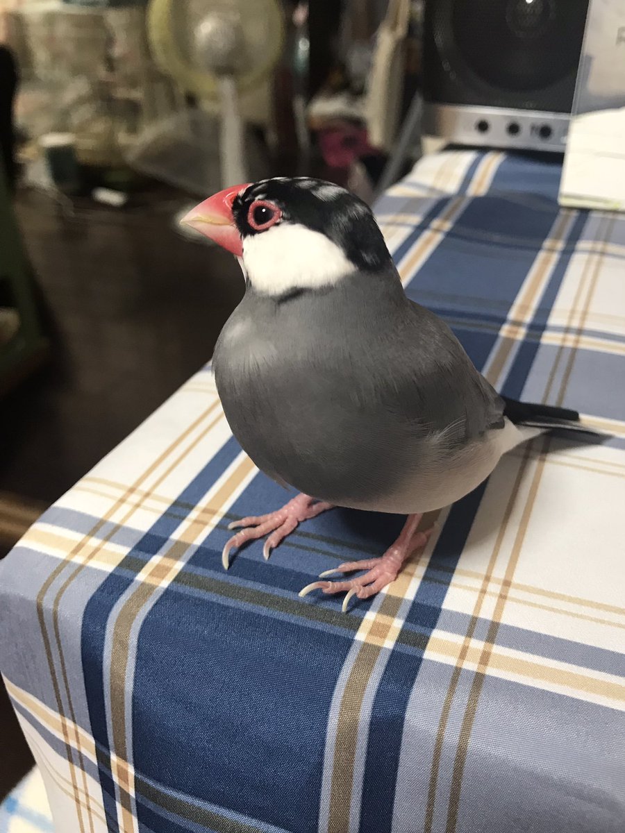 chii4021's tweet photo. 今日のちょこちゃん　🐤 https://t.co/B6N2Z900DV