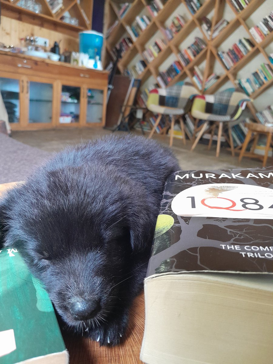 HimalayanWrite's tweet photo. Meet Creamroll a.k.a. Virginia Woof, our newest Emerging #Writer. Rescued by Residents Riddhi and Antoine, our 2024 cohort has adopted her with lots of #love. As you can see, her pillows are #books and she loves to #write. 
Welcome, little one. 

#PuppyLovers #WritingCommunity https://t.co/LZdFEUs0rf