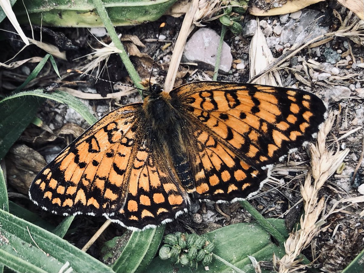 Cezayirli İparhan 🧡#melitaeaornata
