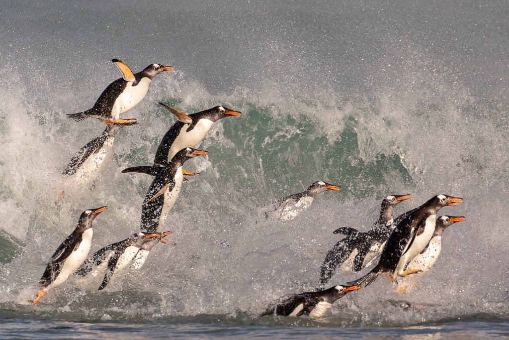 Flying Gentoo's
One of the best wildlife photography moments in the #Falklands, is trying to capture the returning Gentoo #Penguins after their daily fishing trip into the South Atlantic Ocean. One of the best locations to capture this, is at the North End Beach at <a href="/NewIslandFI/">New Island, Falklands</a>