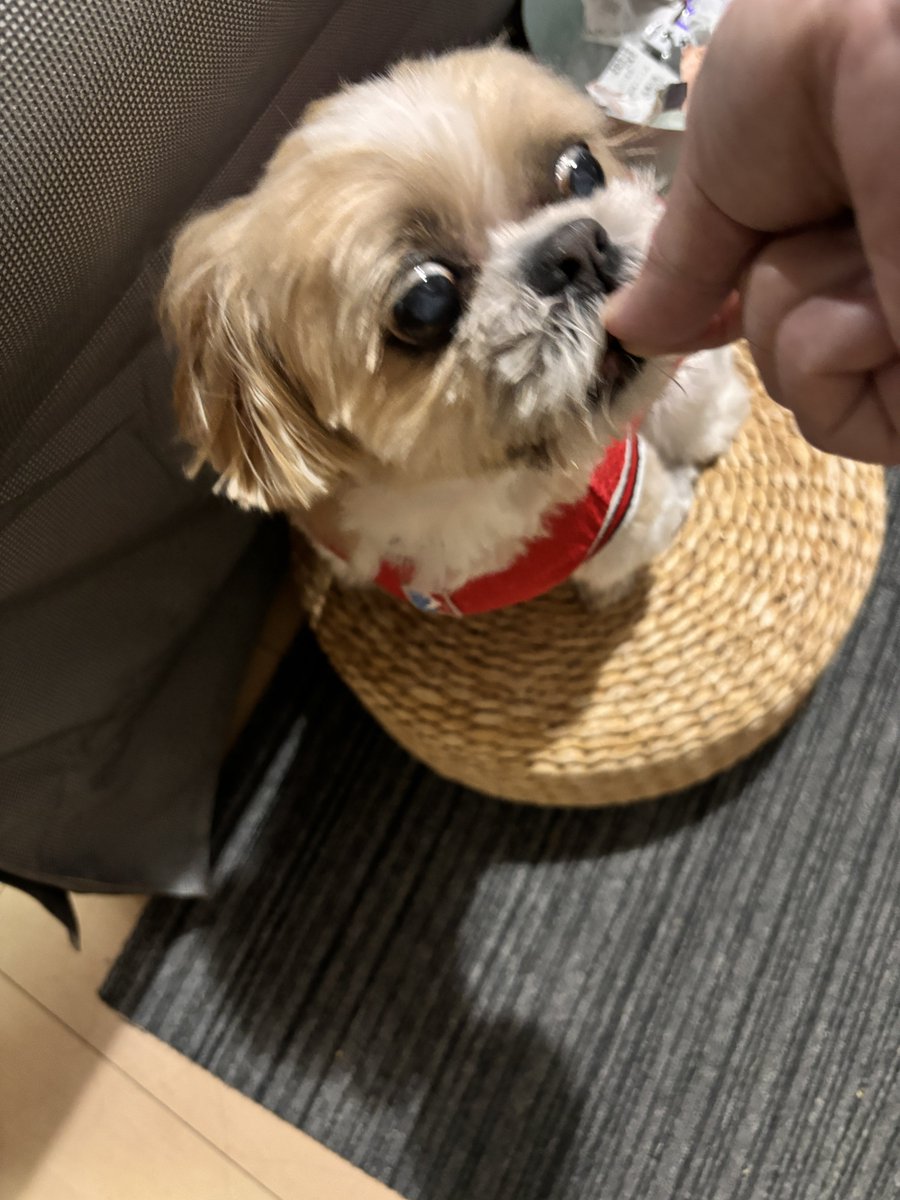 gorurasuku's tweet photo. カットしてもらったよ🐶
スッキリ✨
おやつ待ち🍪
お目目落ちそう👀
#muffin
#シーズー https://t.co/IMmgJdWeMe