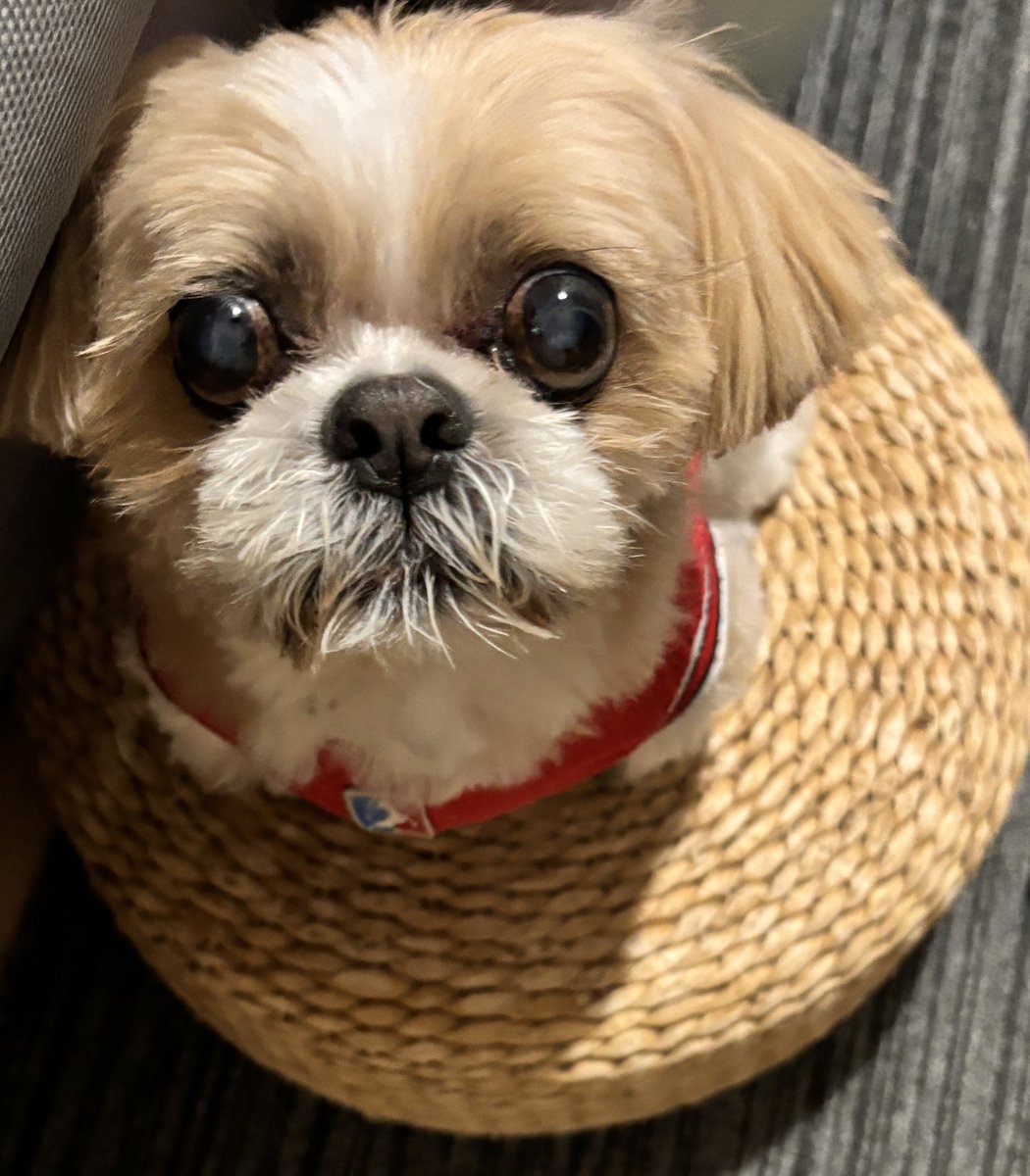 gorurasuku's tweet photo. カットしてもらったよ🐶
スッキリ✨
おやつ待ち🍪
お目目落ちそう👀
#muffin
#シーズー https://t.co/IMmgJdWeMe