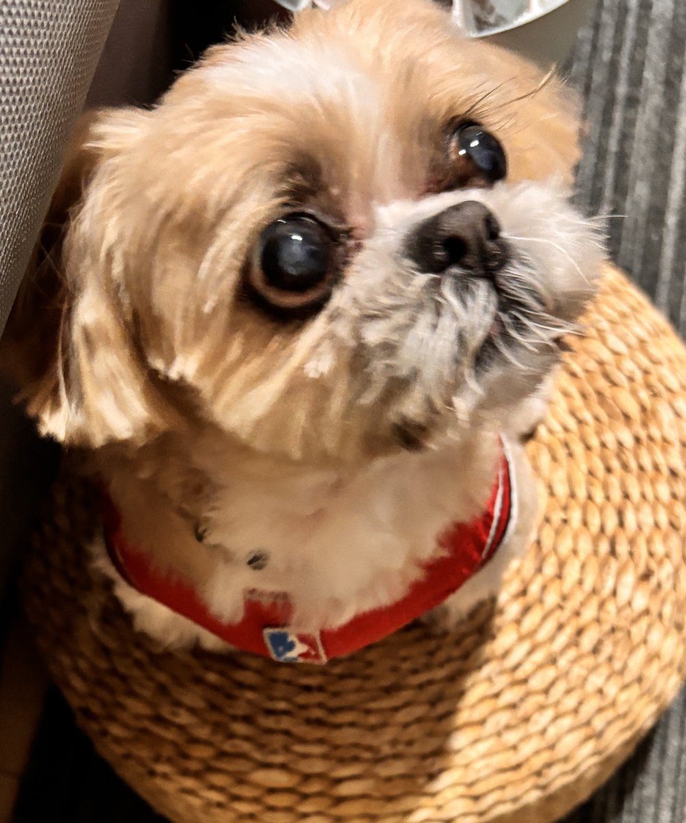 gorurasuku's tweet photo. カットしてもらったよ🐶
スッキリ✨
おやつ待ち🍪
お目目落ちそう👀
#muffin
#シーズー https://t.co/IMmgJdWeMe