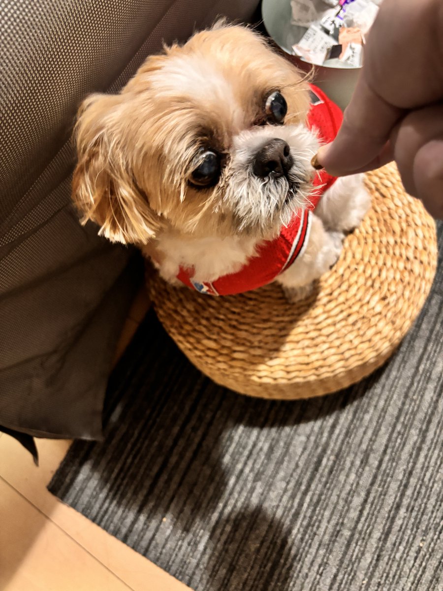 gorurasuku's tweet photo. カットしてもらったよ🐶
スッキリ✨
おやつ待ち🍪
お目目落ちそう👀
#muffin
#シーズー https://t.co/IMmgJdWeMe