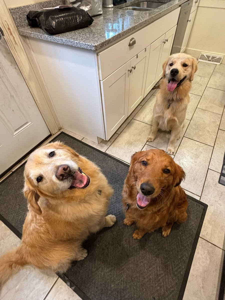 PghGoldens's tweet photo. Why are we smiling?

1. Treats were promised.
B. It’s the weekend.
7. @PghDogRiver is still our new best friend.
11teen. We just chased a bunny.
Z. Smiling is our favorite.

#WeekendSmiles #GRC

#DogsOfTwitter #GoldenRetrievers #TheBurghGoldens https://t.co/FKSj7Othi4