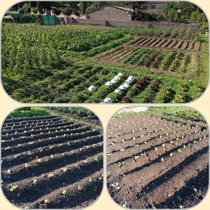FondaMas's tweet photo. Nou planter #enciam #cogollos i #cols #hort24 🔝👨‍🌾
#fessols #tavelles #cebes #puerros #tomates #carbassons #carbasses #pebrots #julibert #bledes 
Reserves 
☎️ 973 69 80 09
@fondamas #obert #vilaller #valldebarravés #altaribagorça #pirineus #lleida #cuinacasolana https://t.co/pr3EtxMXgO