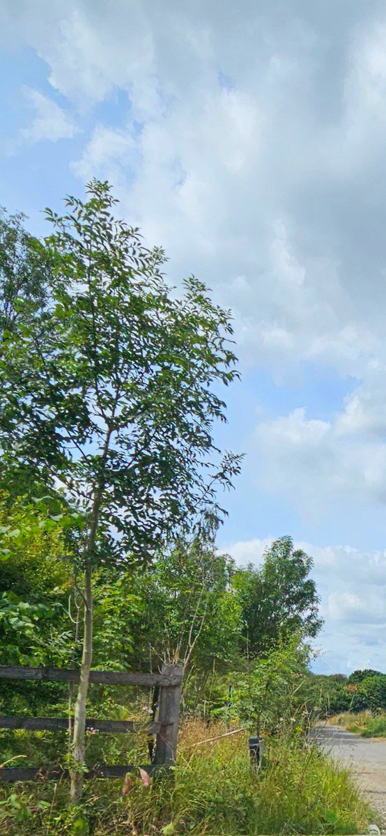 snapperchatta's tweet photo. Hello from West Yorkshire. Surprises. (May need a click.) #CountryPath #Trees #Sky #Yorkshire https://t.co/AAljYiuJ1y