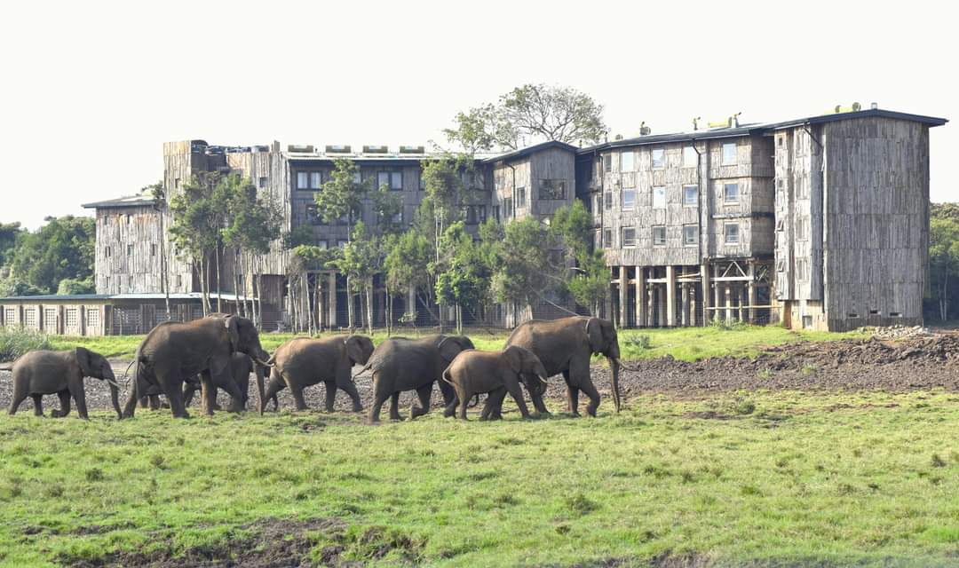 A new chapter unfolds at Treetops today. Reveling in the beauty and excitement of our grand reopening!  #TreetopsGrandReopening 
#ZuruAberdare #TufikeTreetops