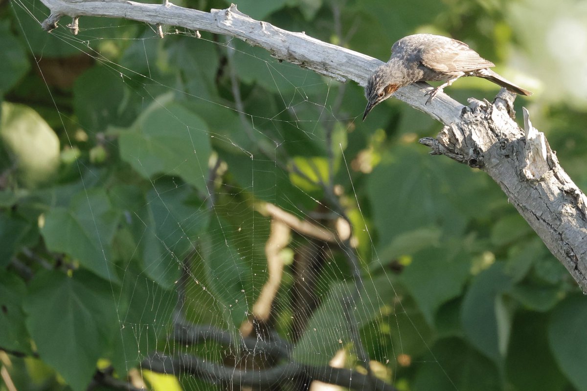 birdwatch_bgn's tweet photo. 餌横取りしちゃおっかな〜
何なら蜘蛛食べちゃおっかな〜 https://t.co/kihf37DDeA