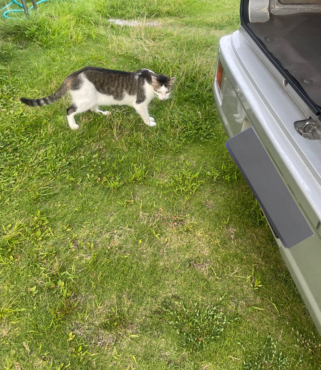 calix_company's tweet image. 田舎の配達しているとよく猫ちゃんに絡まれます笑
疲れた時に癒されてます☺️