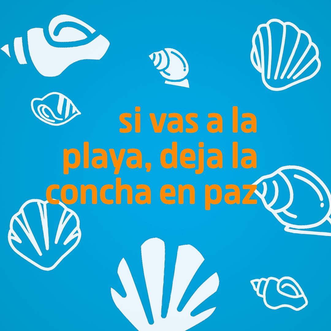 IUMedioAmbiente's tweet photo. 🐚 Las conchas, las caracolas o los restos del coral 🪸 ayudan a formar la arena, reducen la erosión y son el hogar de algunas especies marinas.

Sabemos que quedan estupendos en el comedor de casa, pero déjalos, no te lleves nada 😇. https://t.co/Lr96eYZDir